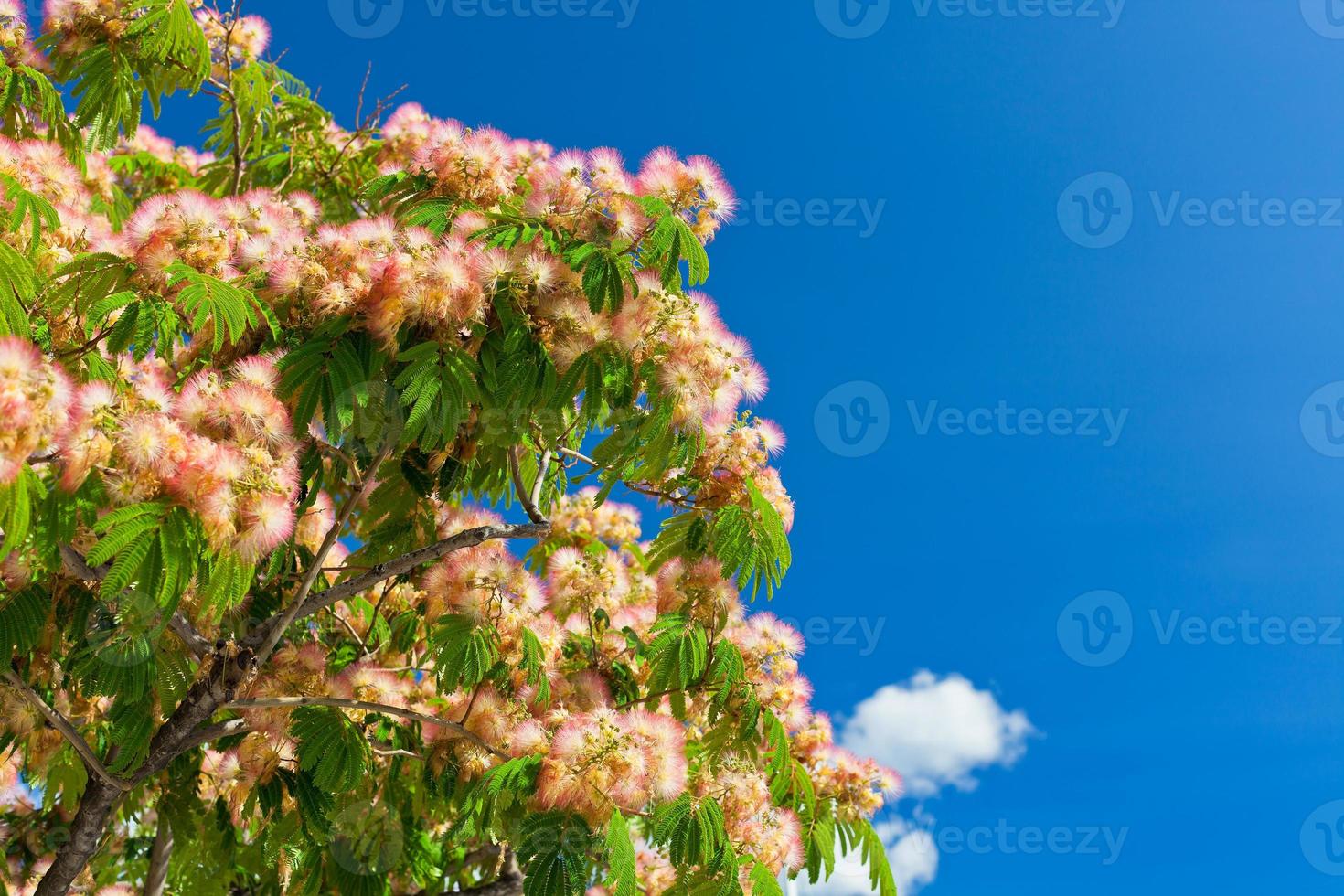 Pink Blossom Acacia Tree Brunches photo