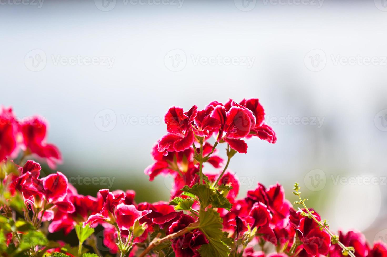 Red Geranium Flowers against Sunlight photo