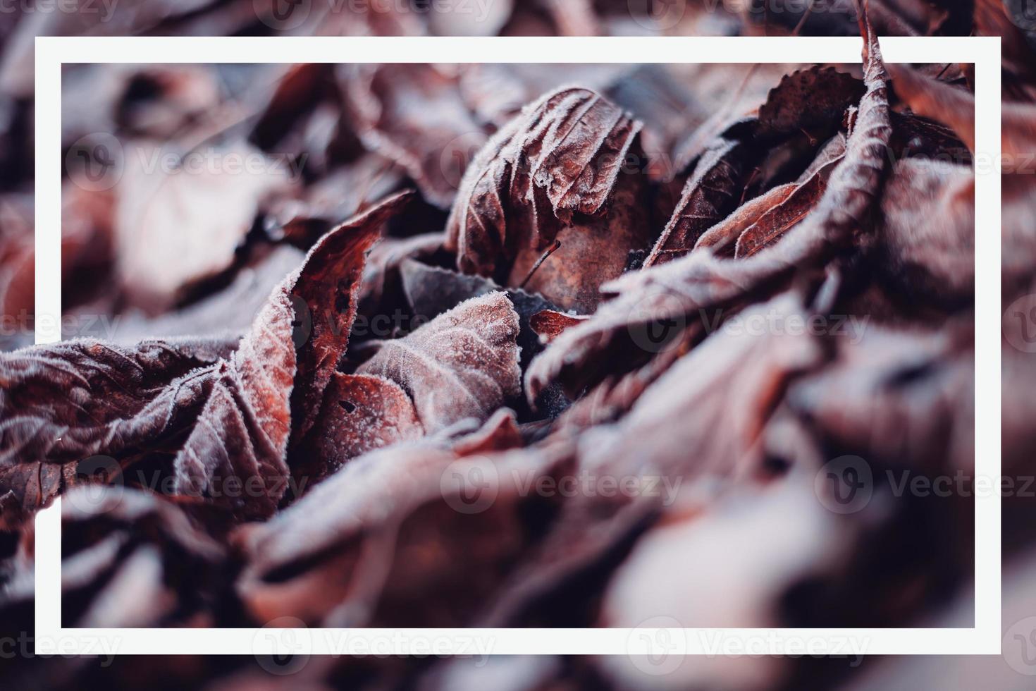 Dry autumn leaves on the ground and white frame photo