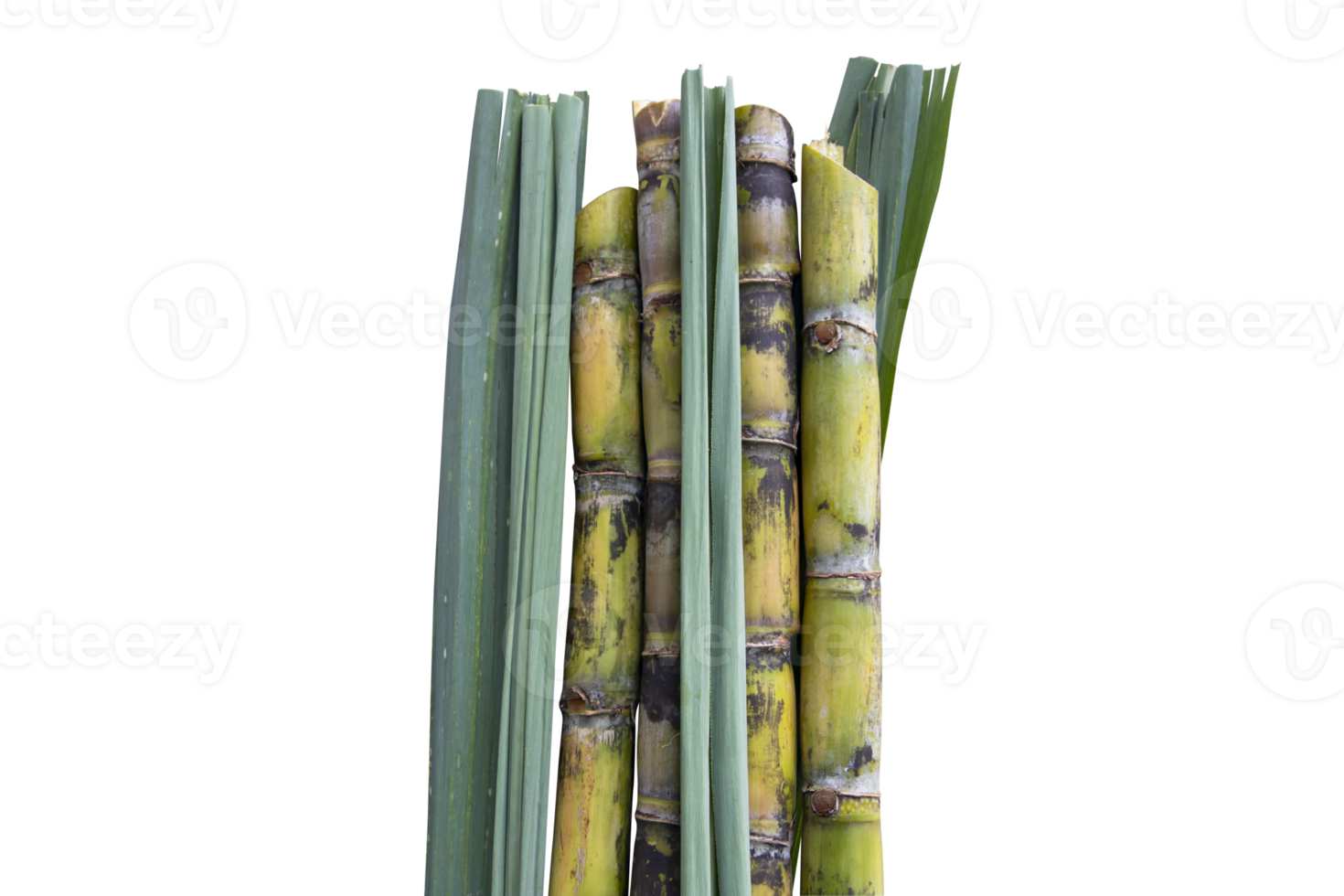 canne à sucre biologique fraîche avec feuille isolée sur le fond png