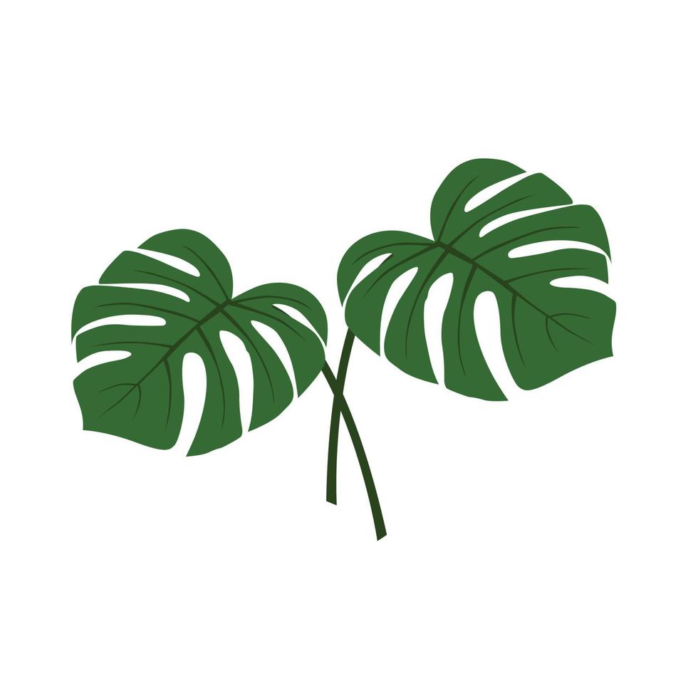 hoja de planta monstera deliciosa de bosques tropicales aislada sobre fondo blanco. se puede utilizar para tarjetas de felicitación, volantes, invitaciones, diseño web, para todo. el archivo tiene una ruta de recorte. vector