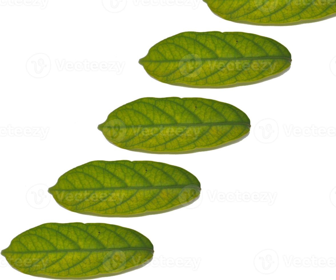 líneas claras de hojas verdes alineadas en un hermoso fondo. foto