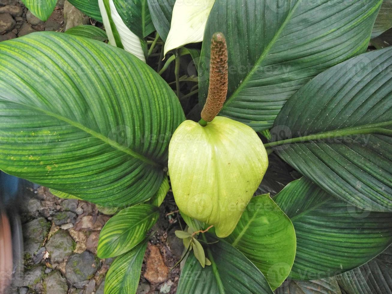 Spathiphyllum or peace lily ornamental plant growing in the yard photo