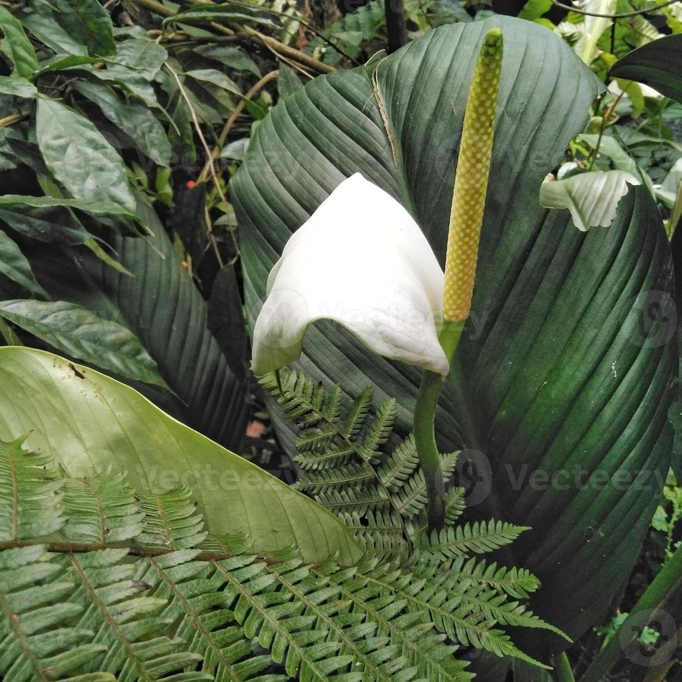 Spathiphyllum or peace lily ornamental plant growing in the yard photo