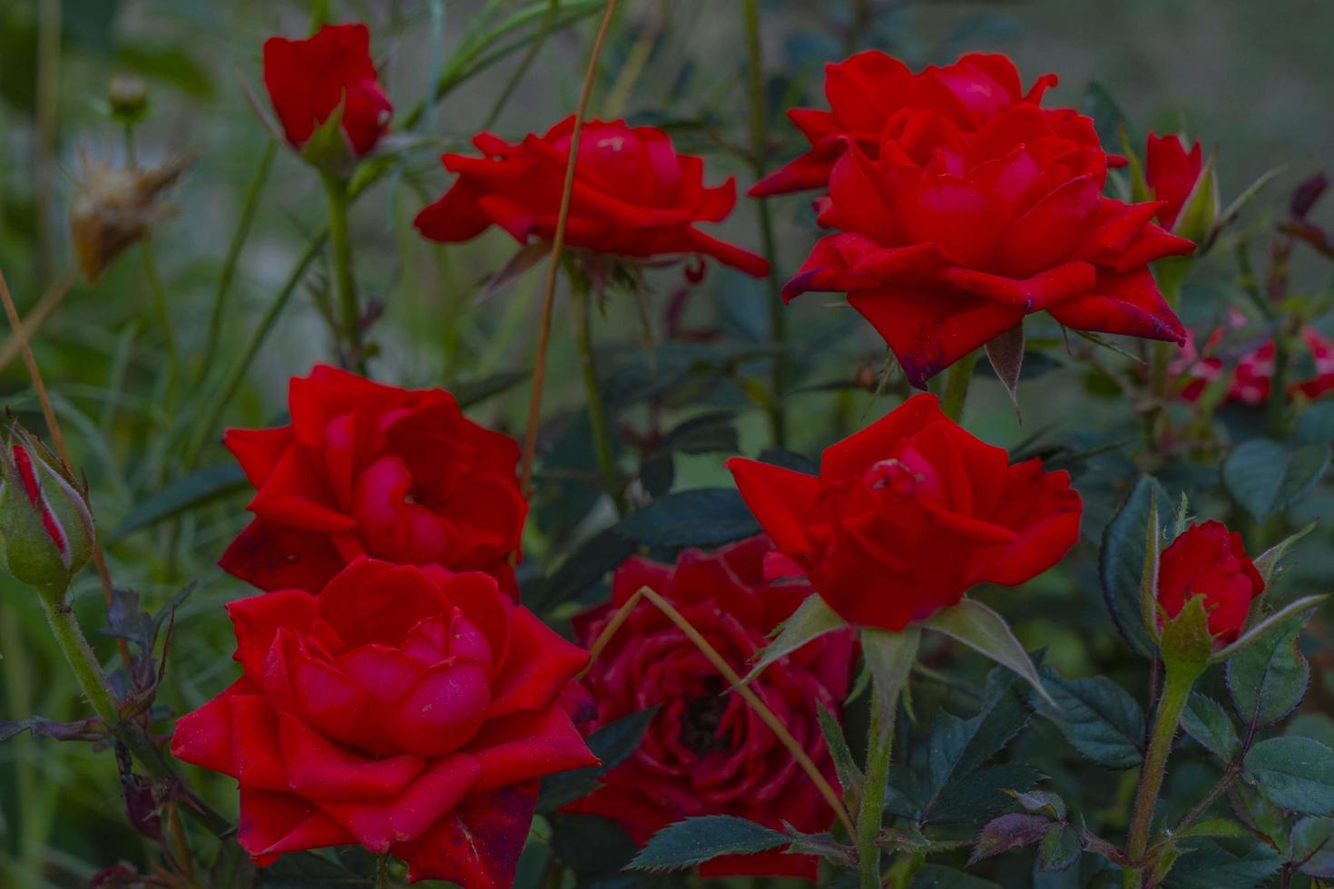 A front close up view red rose along with green bushes photo