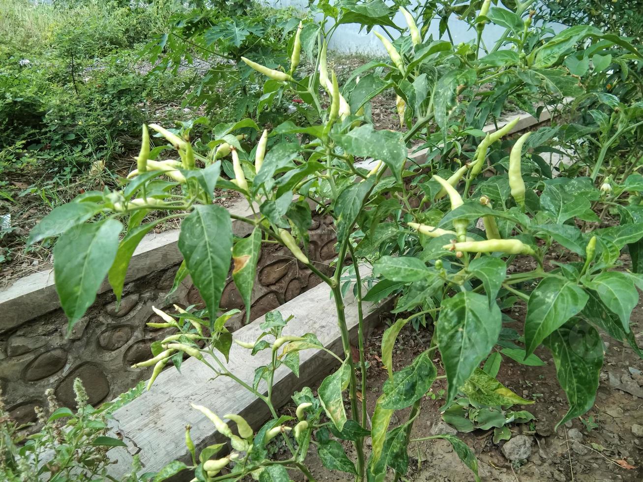 Chilli plants that are bearing fruit but are still green are not harvest time photo