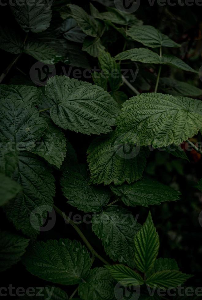 fondo vertical de hojas de frambuesa verde foto