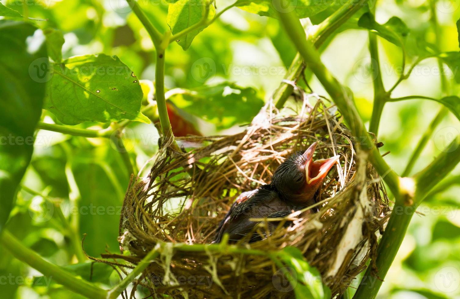 Baby Robins in a nest photo