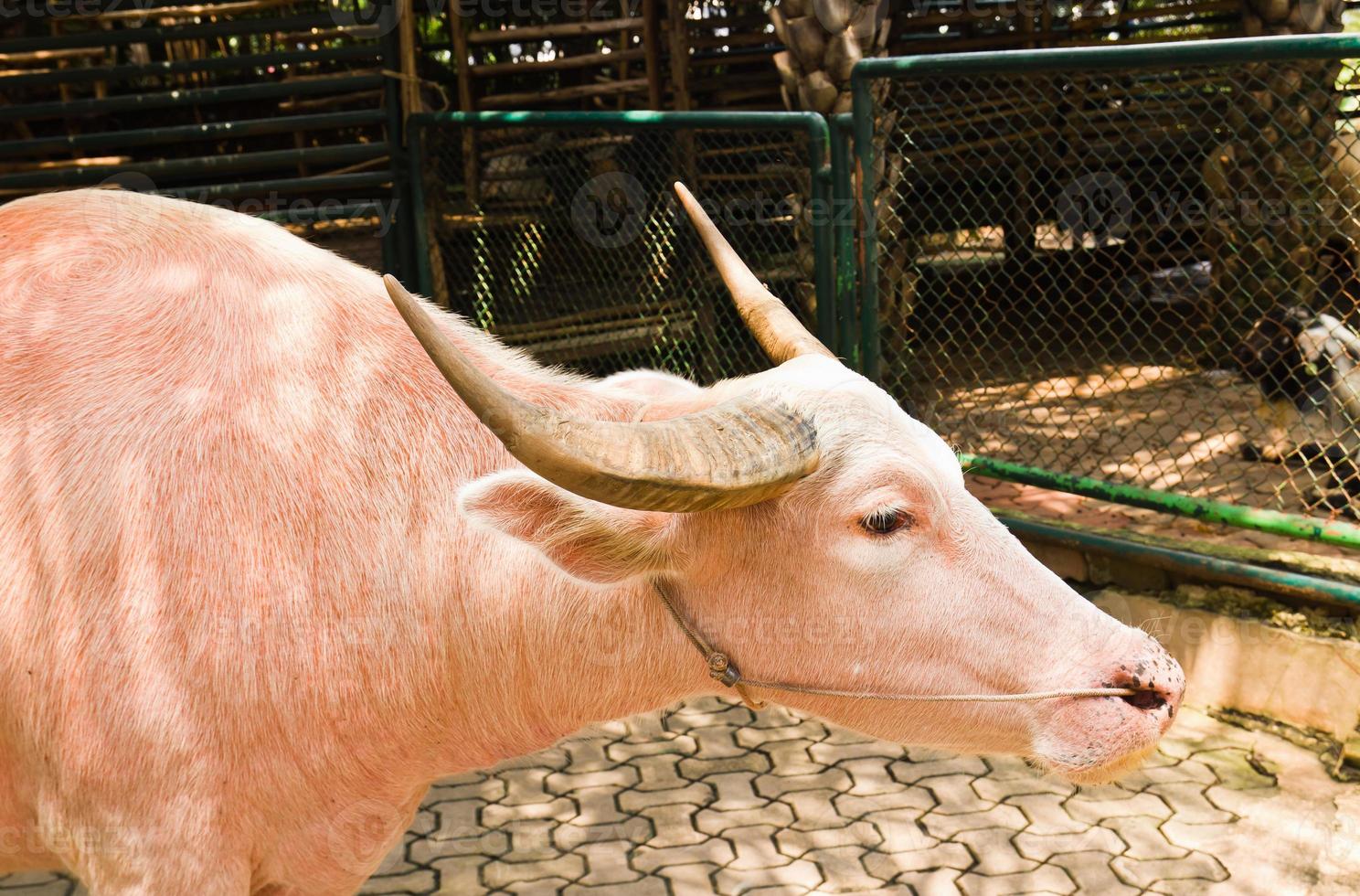 An albino water buffalo photo