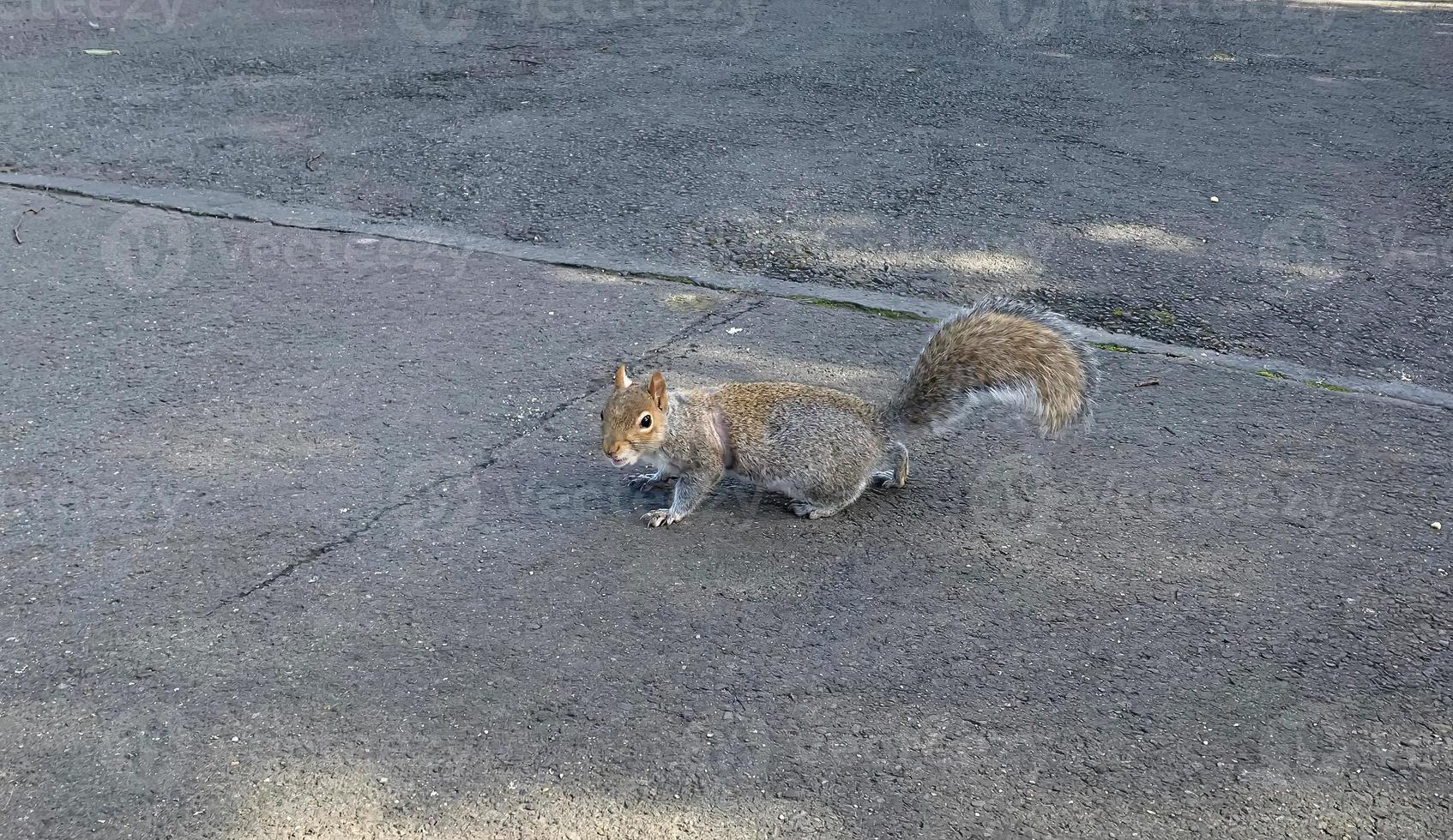 A small funny squirrel crossing the road 13086804 Stock Photo at Vecteezy