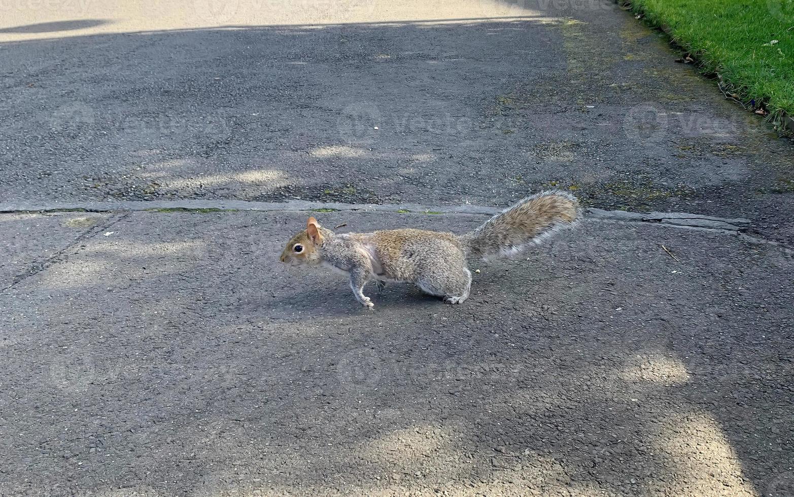 A small squirrel crossing the road 13086818 Stock Photo at Vecteezy