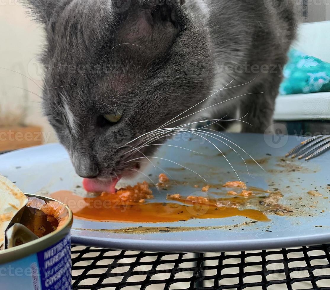 Cat licking canned tuna on a plate photo