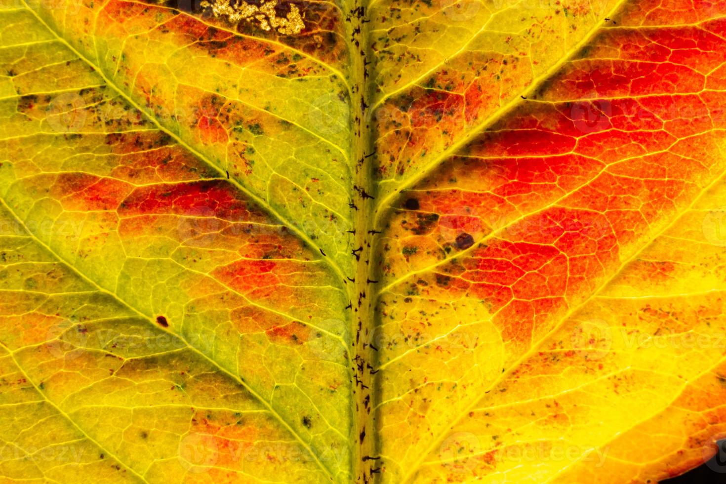 Closeup autumn fall extreme macro texture view of red orange wood sheet tree leaf glow in sun background. Inspirational nature october or september wallpaper. Change of seasons concept. photo