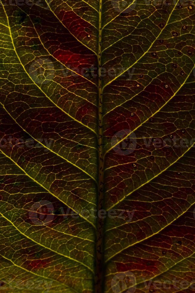 Closeup autumn fall extreme macro texture view of red green wood sheet tree leaf glow in sun background. Inspirational nature october or september wallpaper. Change of seasons concept. photo