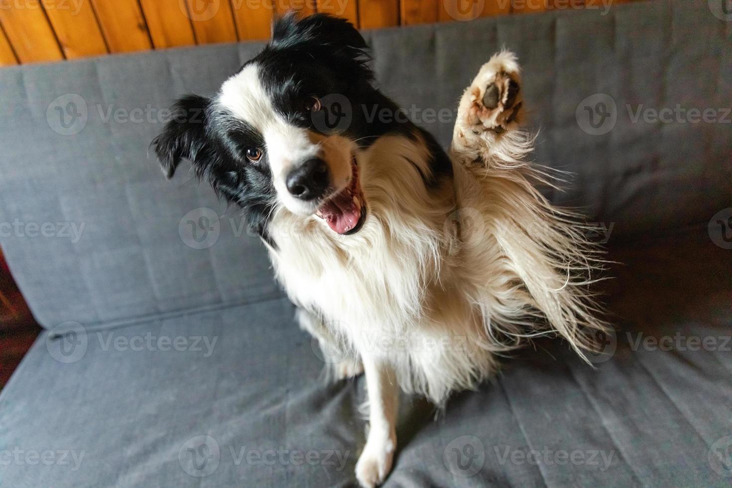 Funny portrait of puppy dog border collie waving paw sitting on couch. Cute pet dog resting on sofa at home indoor. Funny emotional dog, cute pose. Dog raise paw up. photo