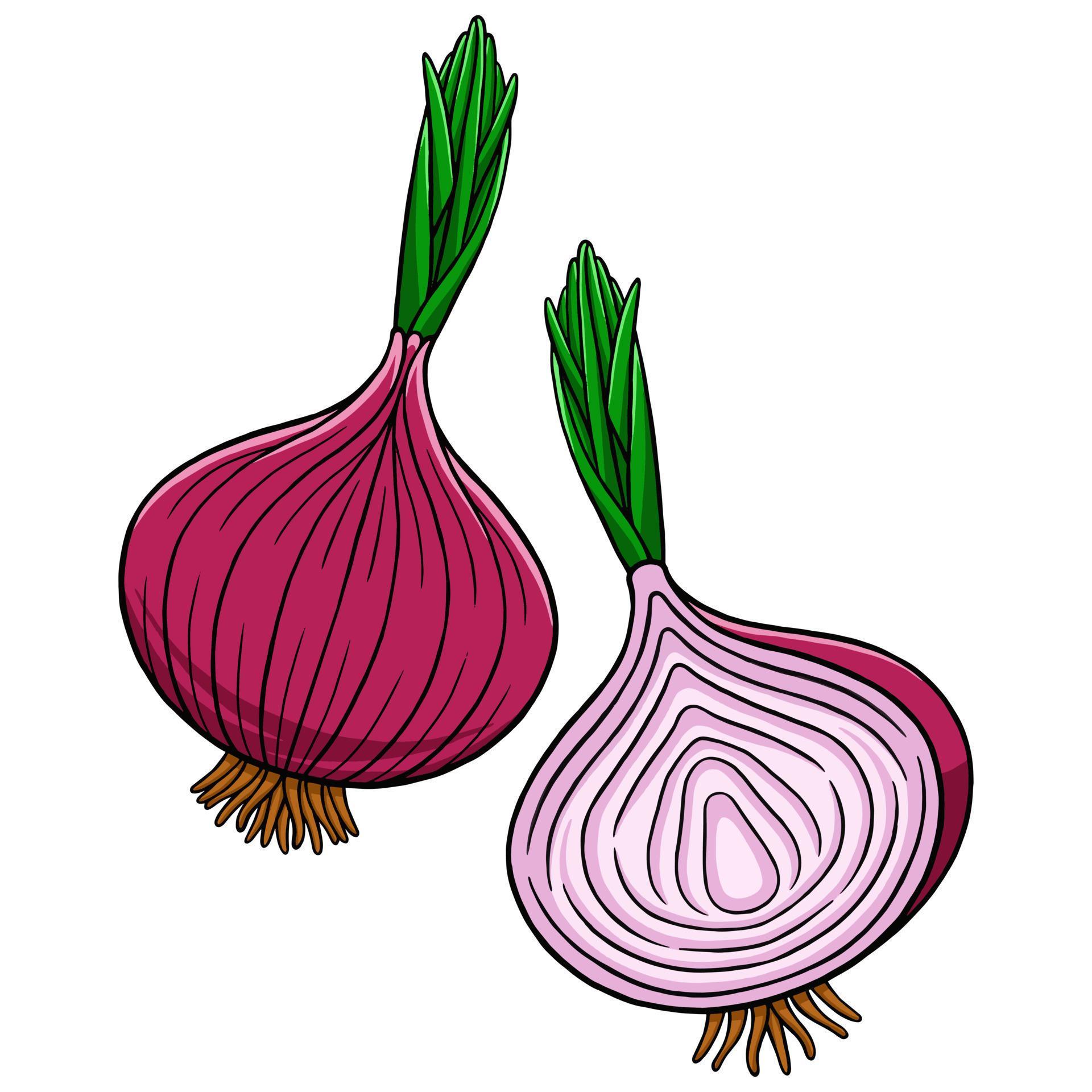 Onion in Vector Style Illustration 13087688 Vector Art at Vecteezy