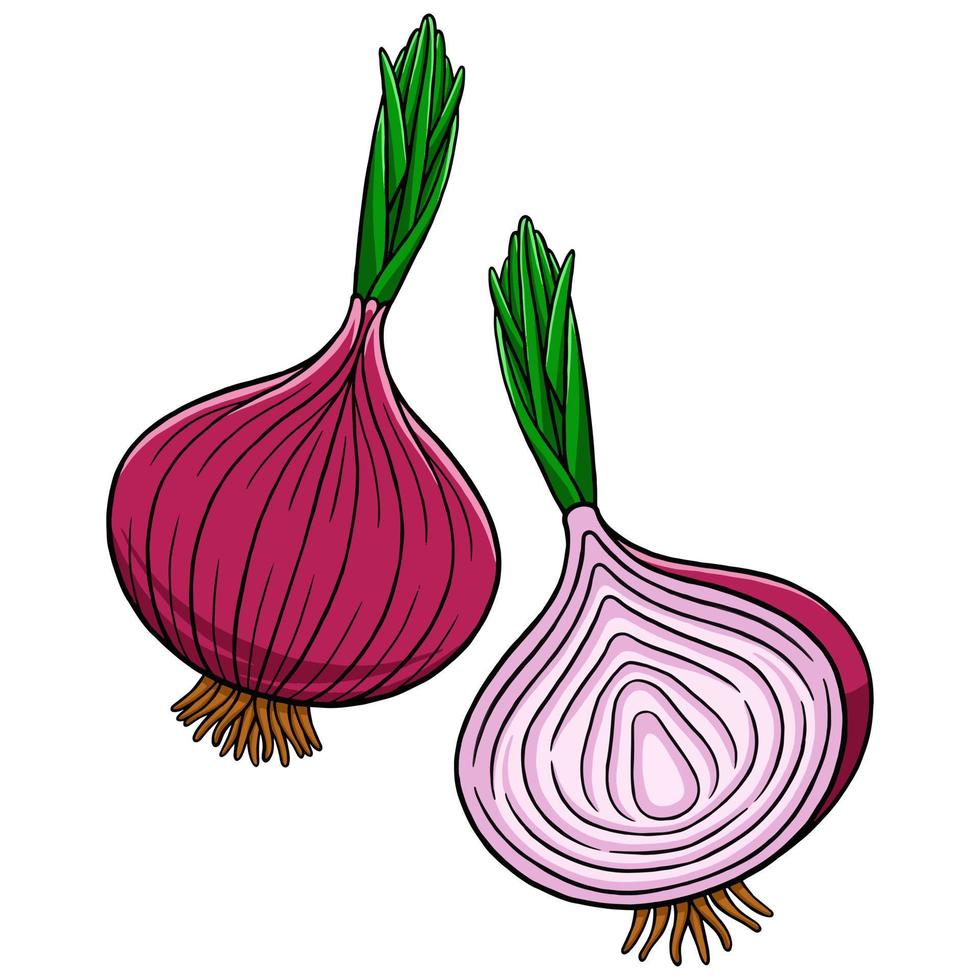 Onion in Vector Style Illustration