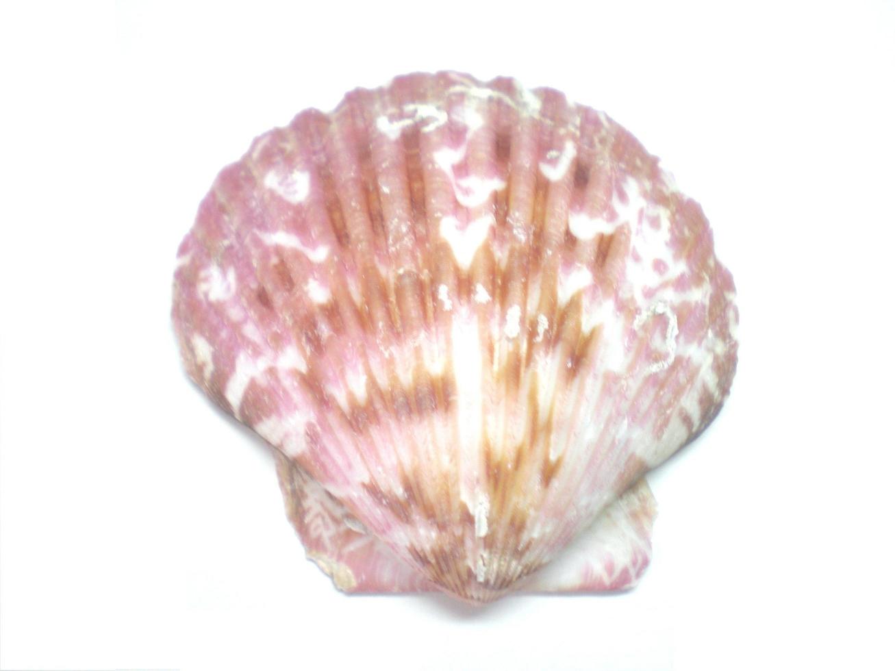 Beautiful shell on the white background photo