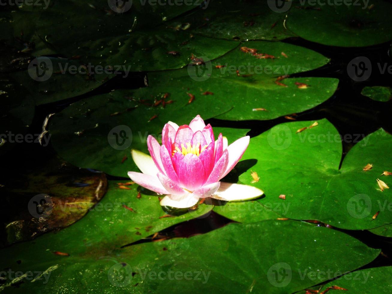 Water lily in crimean botanical garden photo