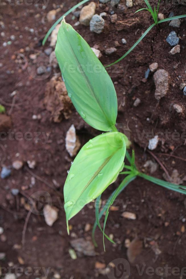 Turmeric plant shoots with green leaves photo
