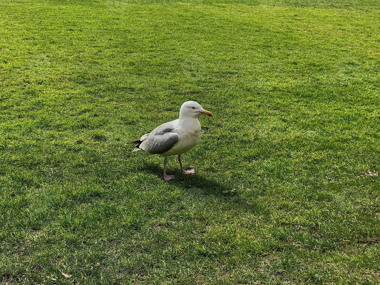 gaviota en la hierba 2 foto