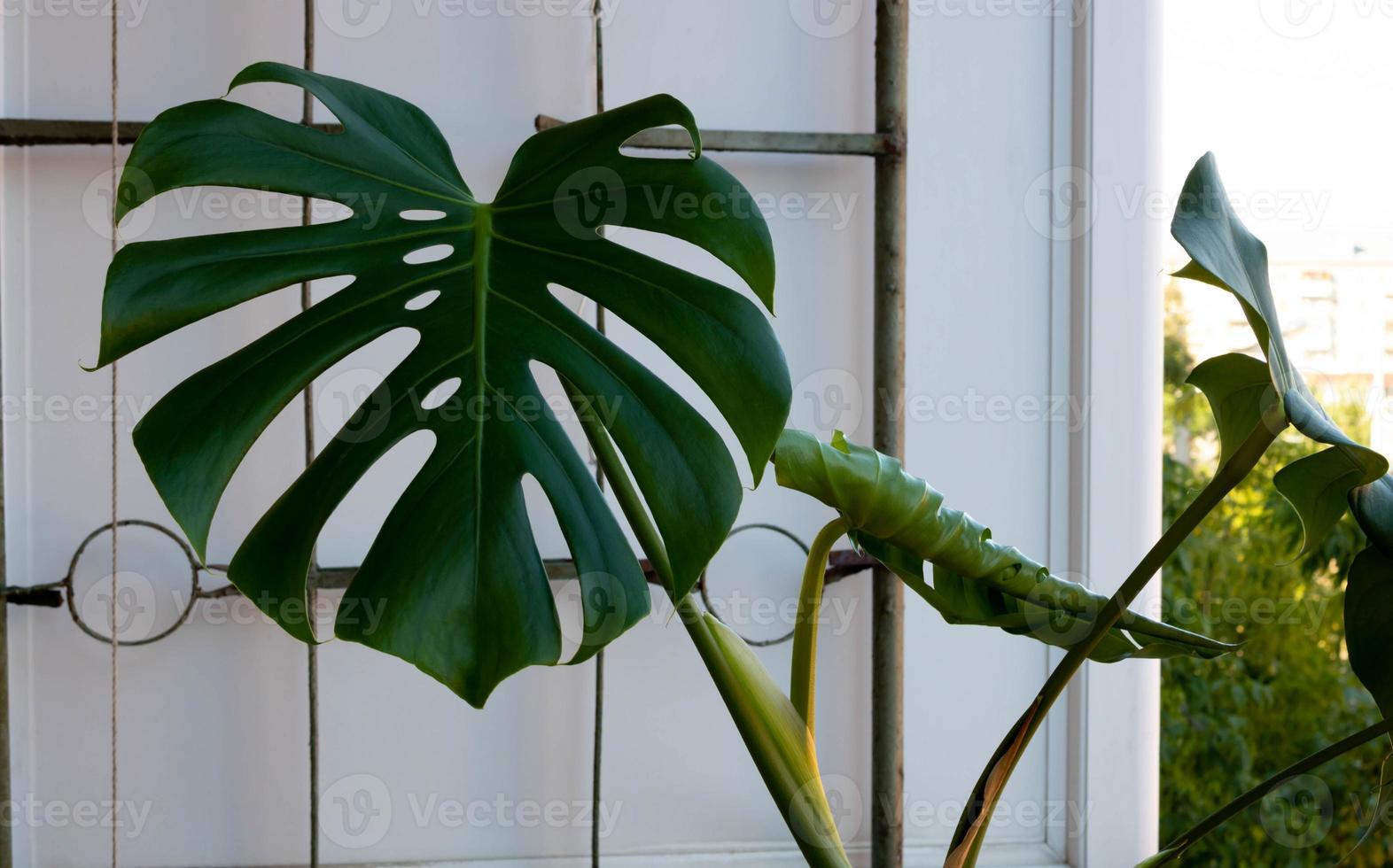 Growing on the balcony of the monster. Green leaves of monstera photo