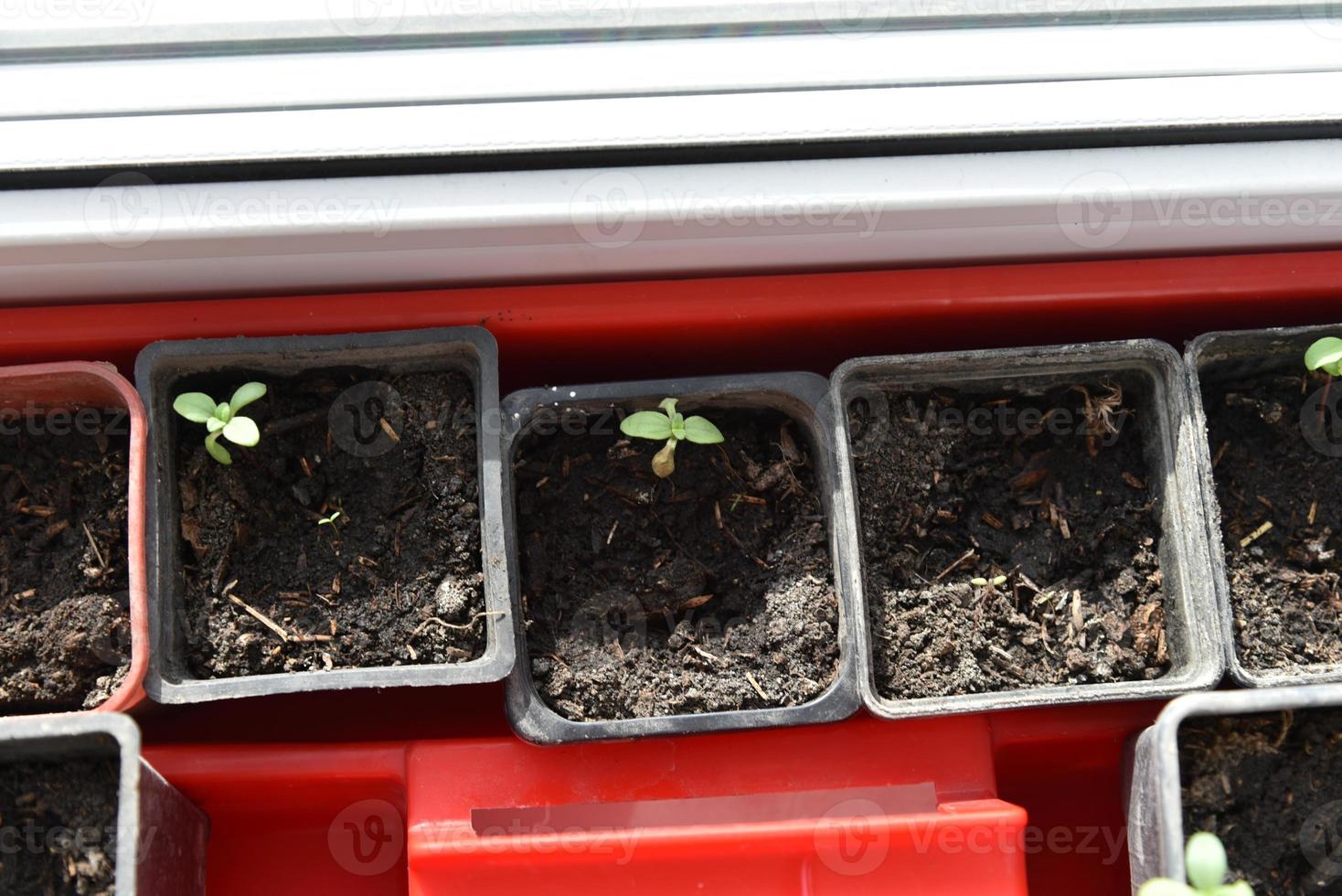 Cells for seedlings of plants in the greenhouse in spring. Seedlings in the summer garden. photo