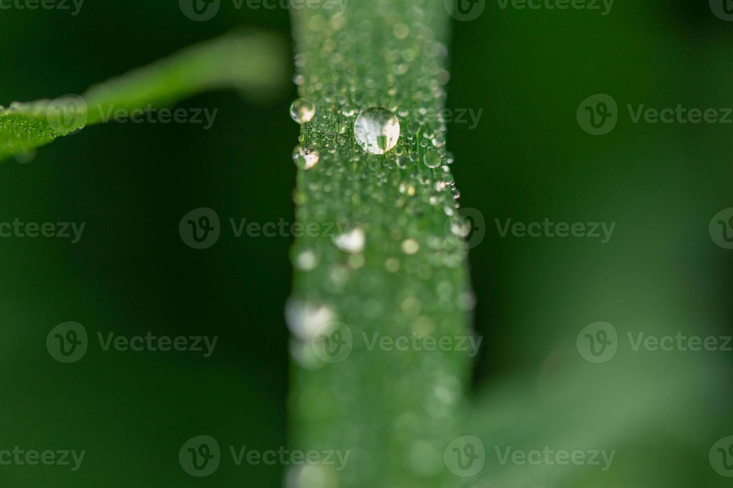 The freshness that comes from the dew on the rice leaves on the new morning photo