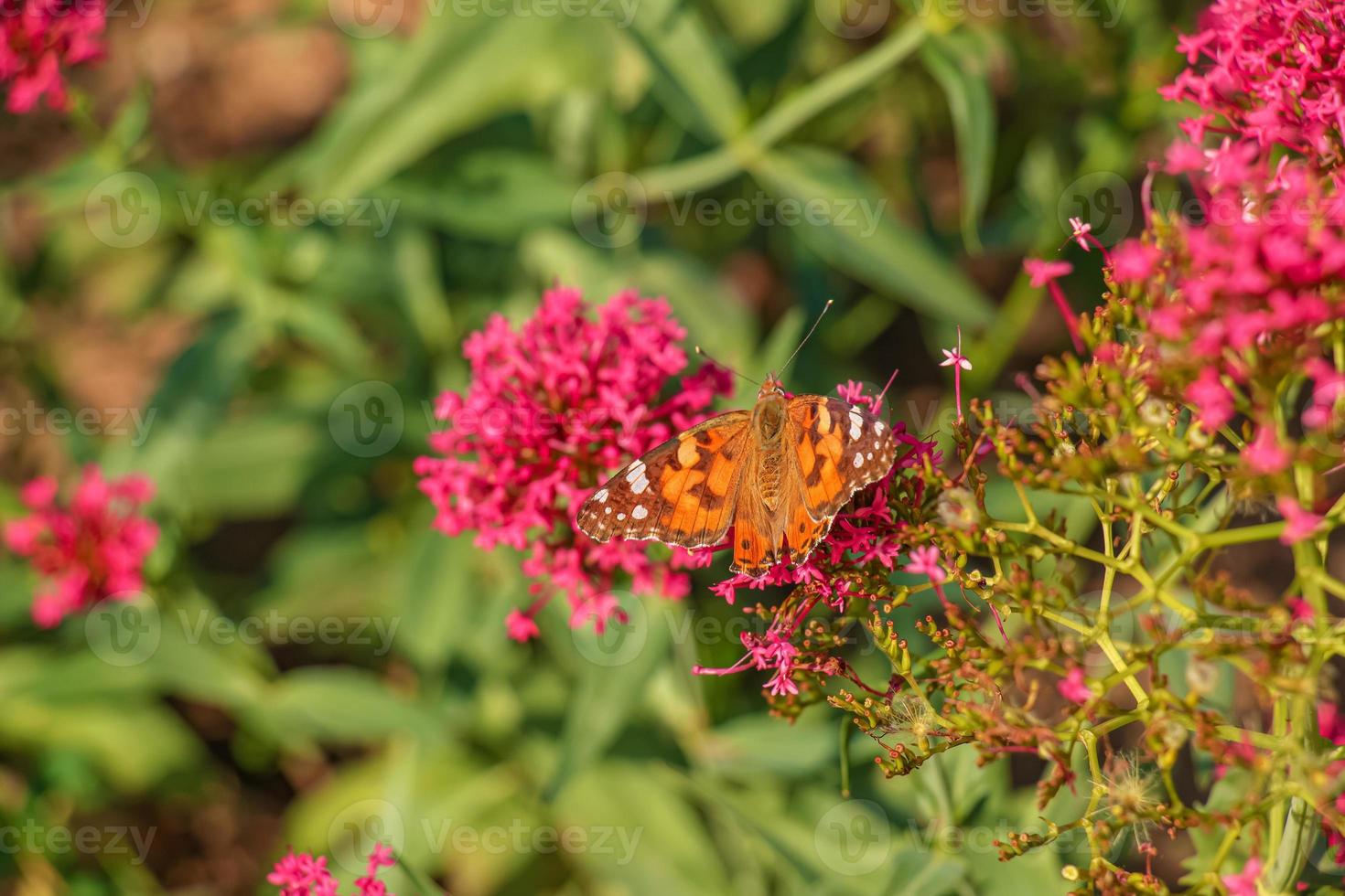 Beautiful butterfly feeding on a bright pink flower closeup. Macro butterfly against blue sky. Butterfly on a spring flower among the field. photo