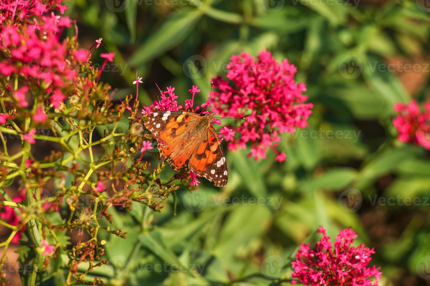 hermosa mariposa alimentándose de un primer plano de flor rosa brillante. macro mariposa contra el cielo azul. mariposa en una flor de primavera entre el campo. foto