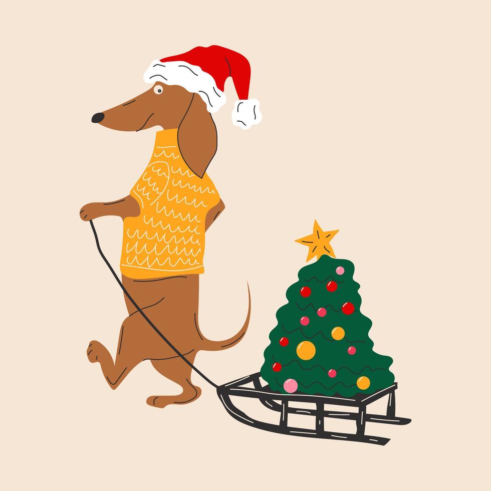 Dachshund dog pulls a Christmas tree on a sleigh vector illustration