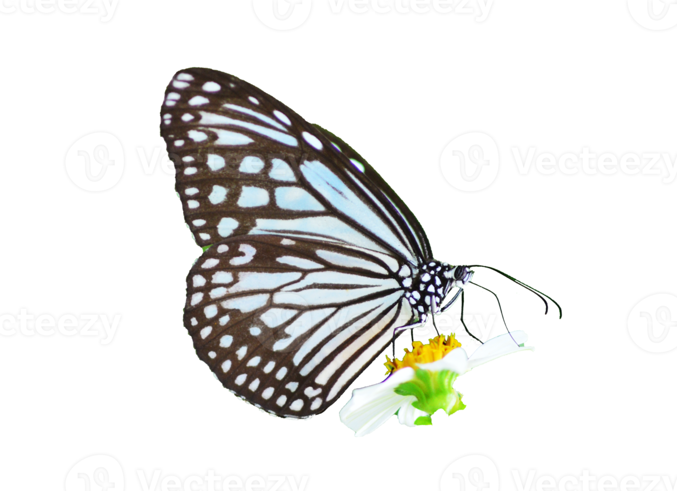 Butterfly on white background easy to use in projects. png