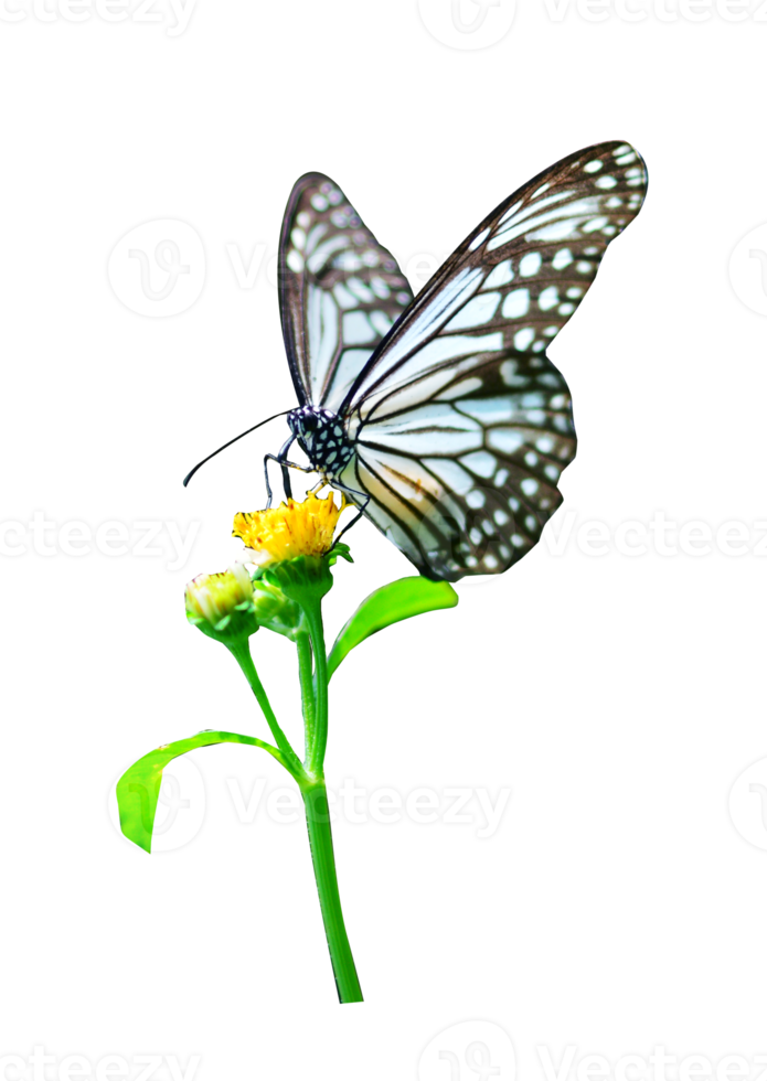 Butterfly on white background easy to use in projects. png