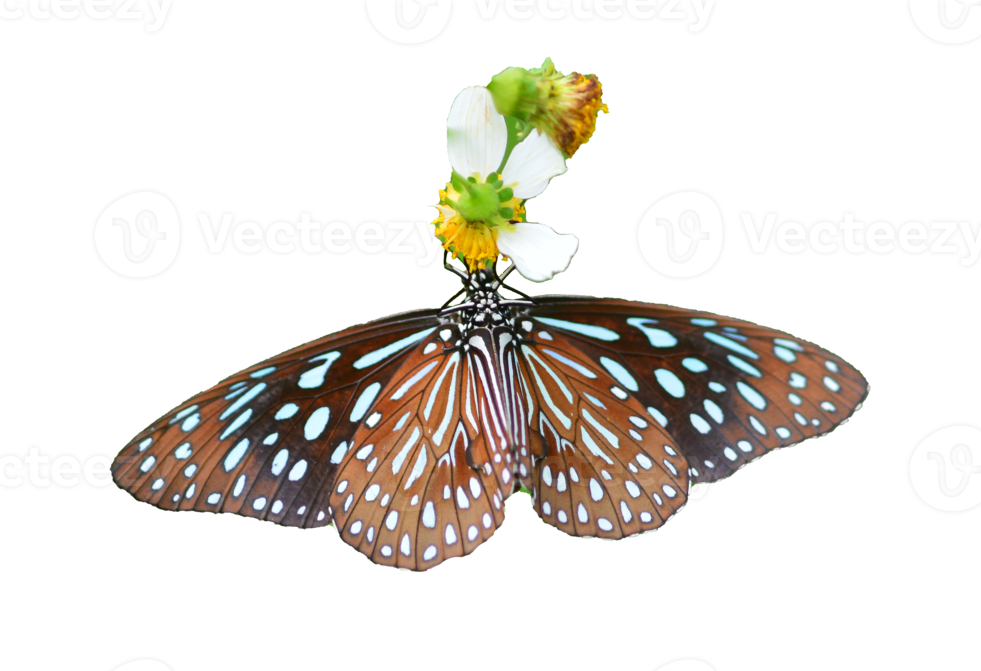 Butterfly on white background easy to use in projects. png