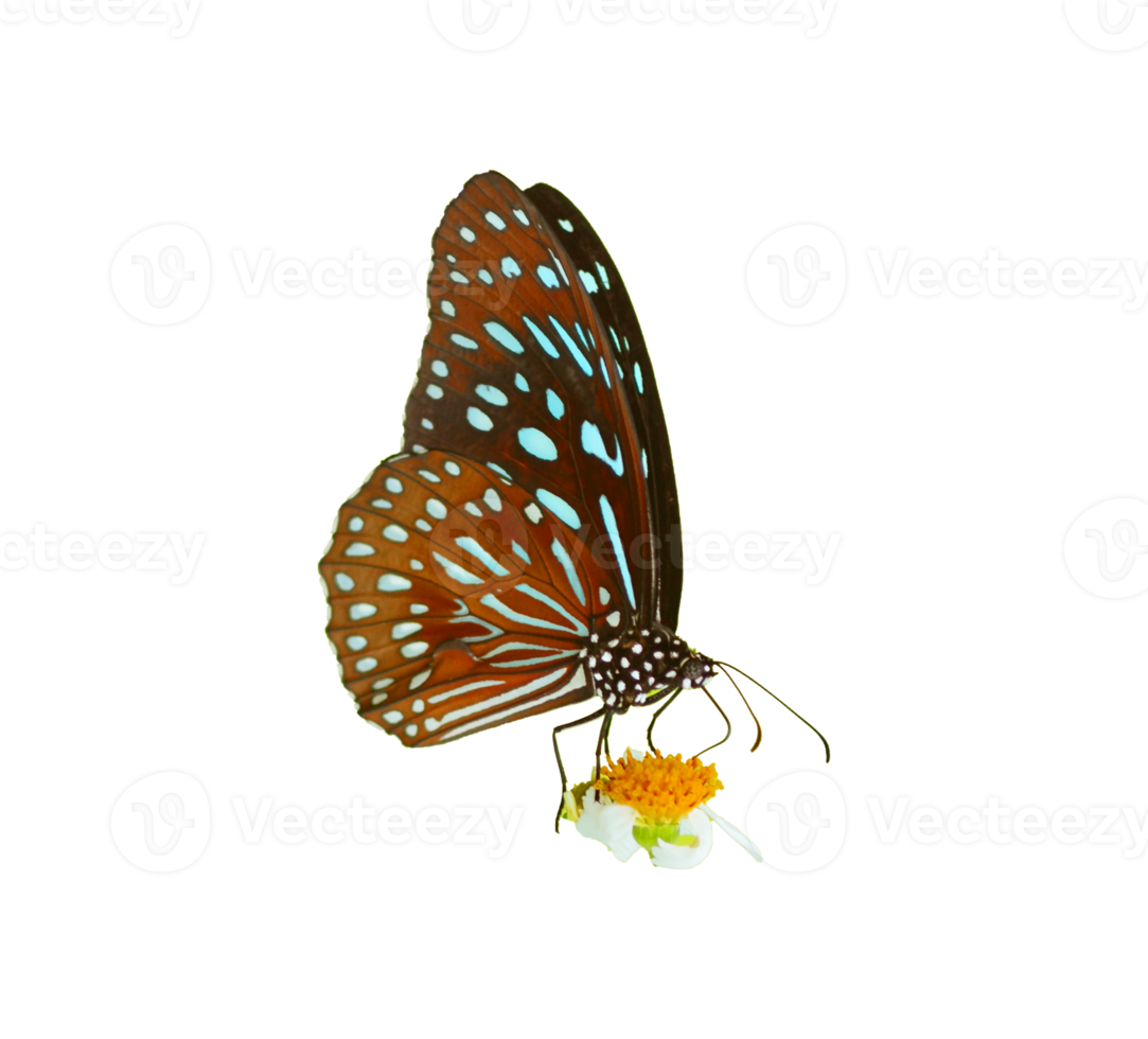 Butterfly on white background easy to use in projects. png