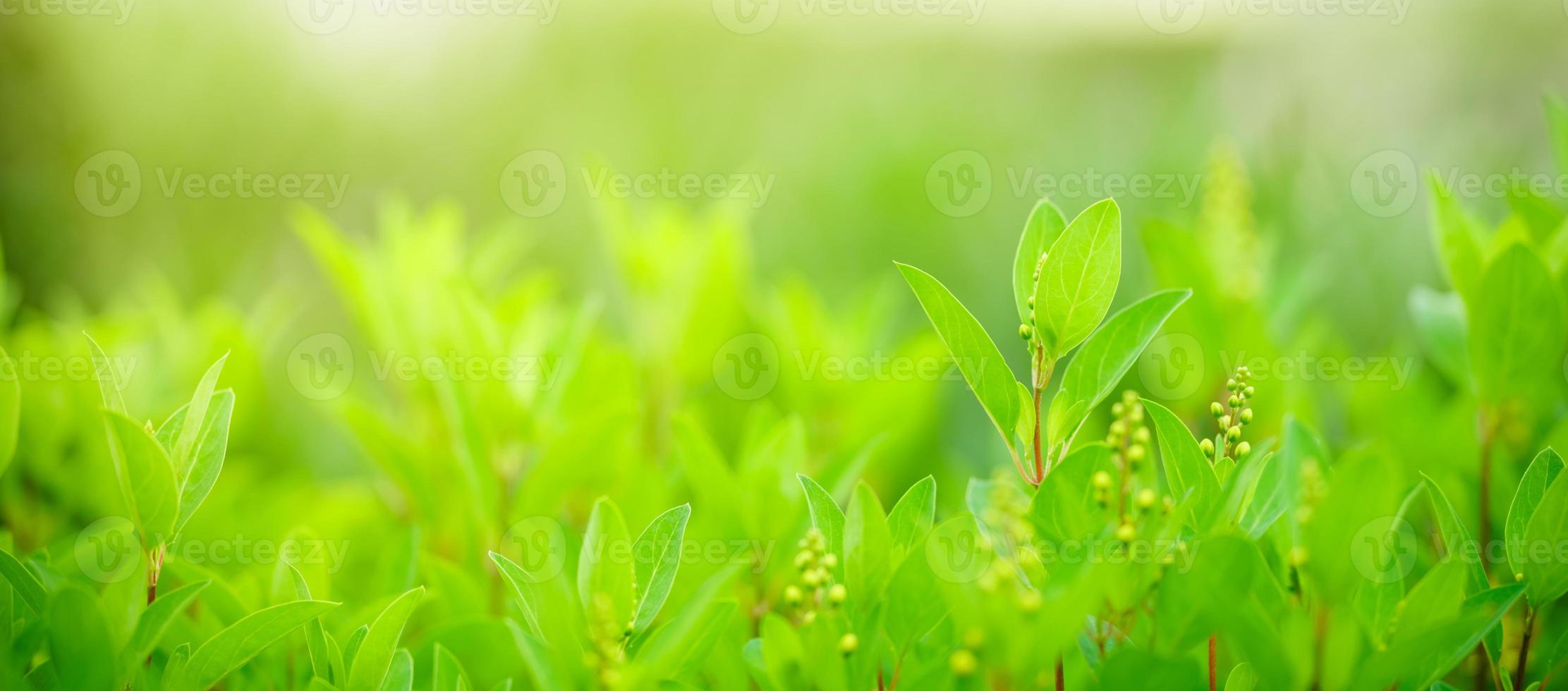 primer plano de la hermosa vista de la naturaleza hoja verde sobre fondo verde borroso en el jardín con espacio de copia utilizando como concepto de página de portada de fondo. foto