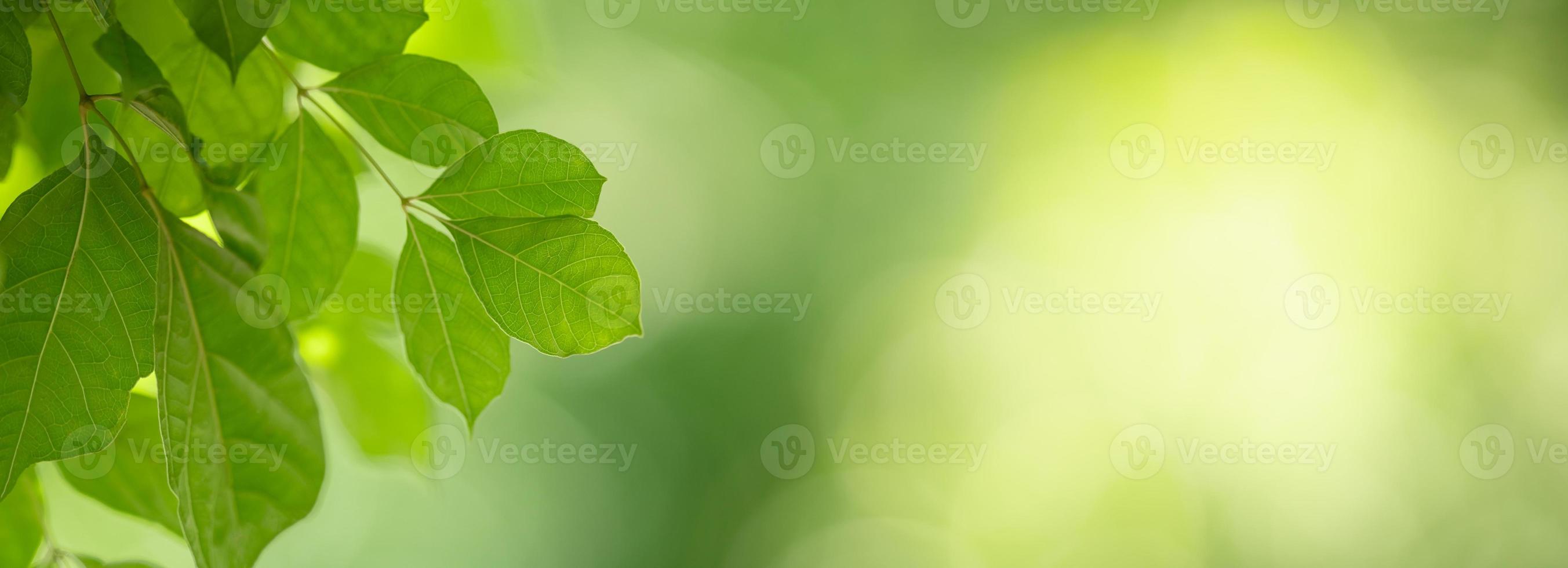 Closeup of beautiful nature view green leaf on blurred greenery background in garden with copy space using as background cover page concept. photo
