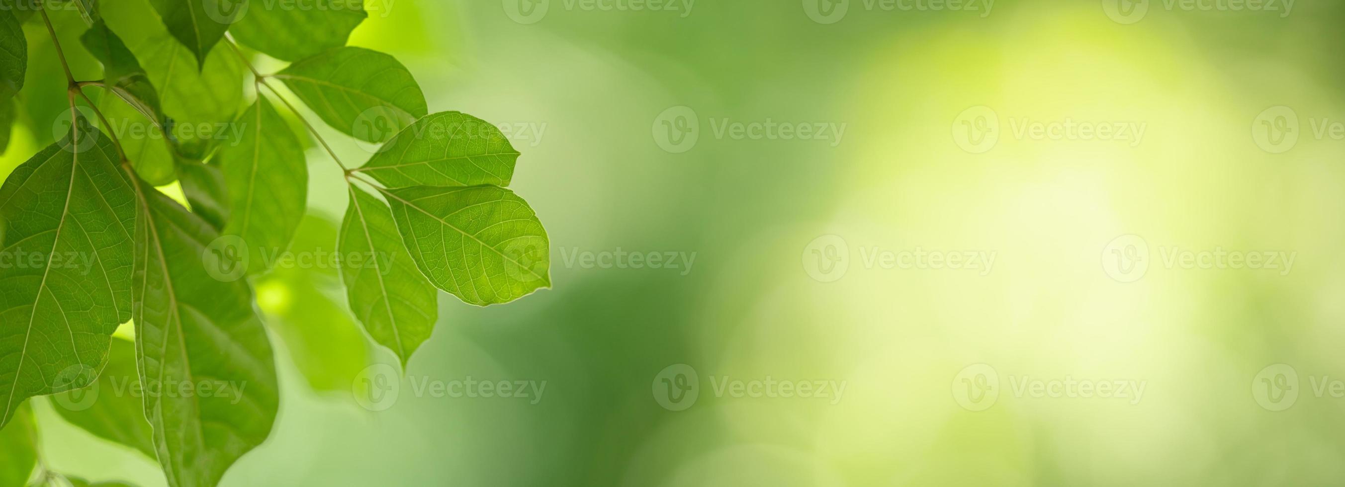 Closeup of beautiful nature view green leaf on blurred greenery background in garden with copy space using as background cover page concept. photo