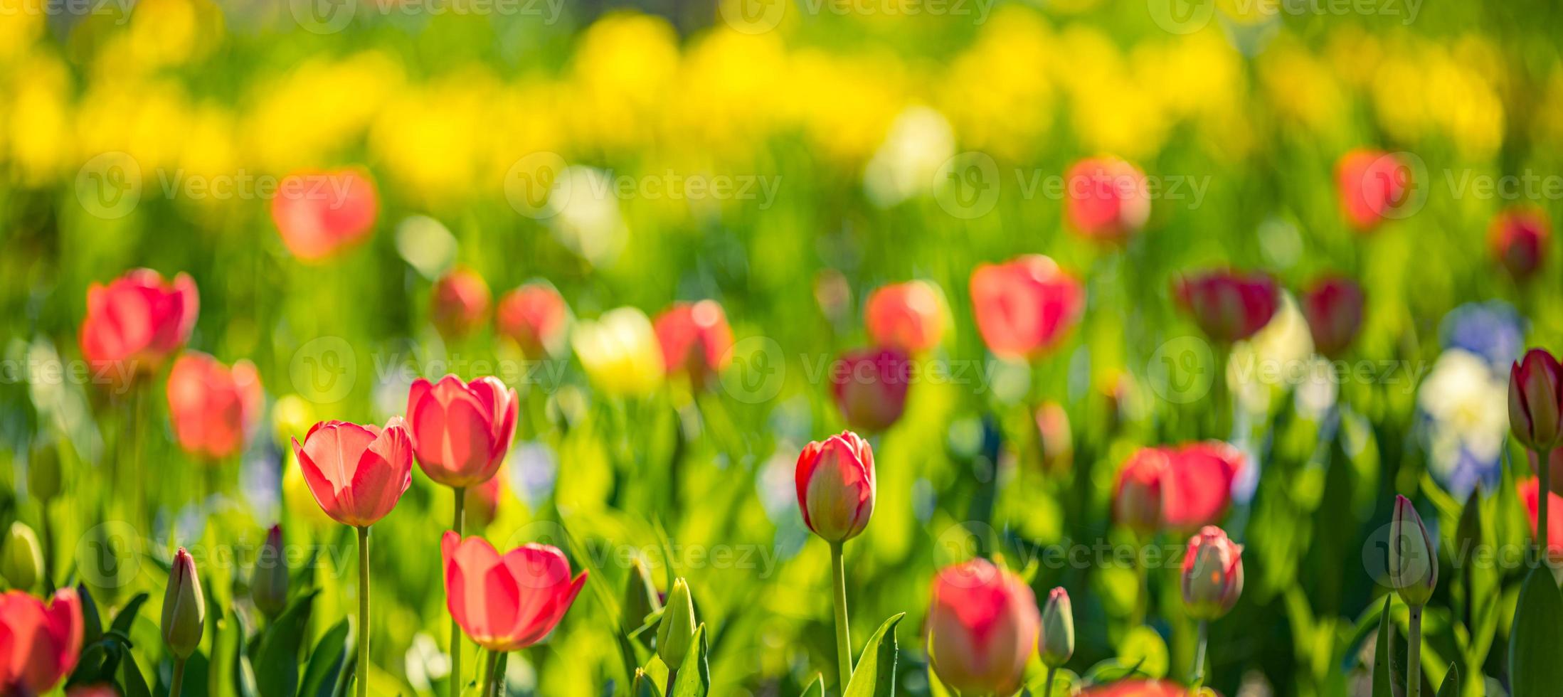 Beautiful bouquet panorama of red white and pink tulips in spring nature for card design and web banner. Serene closeup, idyllic romantic love floral nature landscape. Abstract blurred lush foliage photo