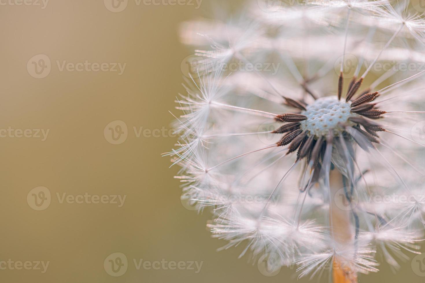 Closeup of abstract dandelion, artistic nature closeup. Spring summer background. Beautiful macro dandelion flower with shallow focus in springtime, natural spring background. Blooming meadow photo