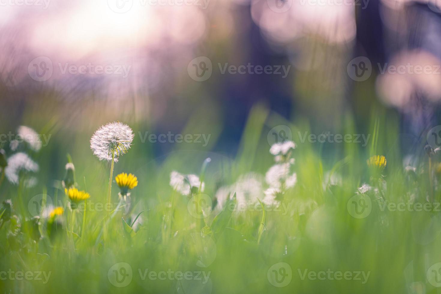 hermoso paisaje de campo, puesta de sol de naturaleza de diente de león de primer plano. relajantes flores de primavera florecientes pacíficas. campo de pradera, luz del sol de la mañana, colores azul verde suave. follaje soleado en parque o jardín foto