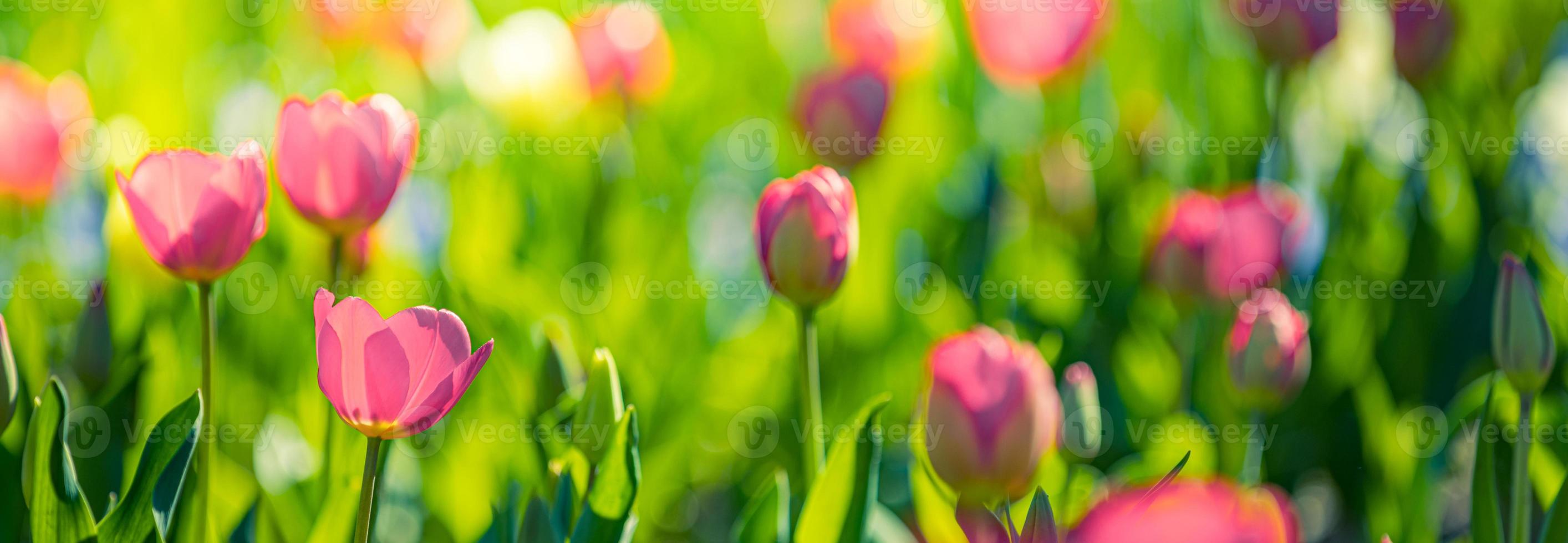 Beautiful bouquet panorama of red white and pink tulips in spring nature for card design and web banner. Serene closeup, idyllic romantic love floral nature landscape. Abstract blurred lush foliage photo