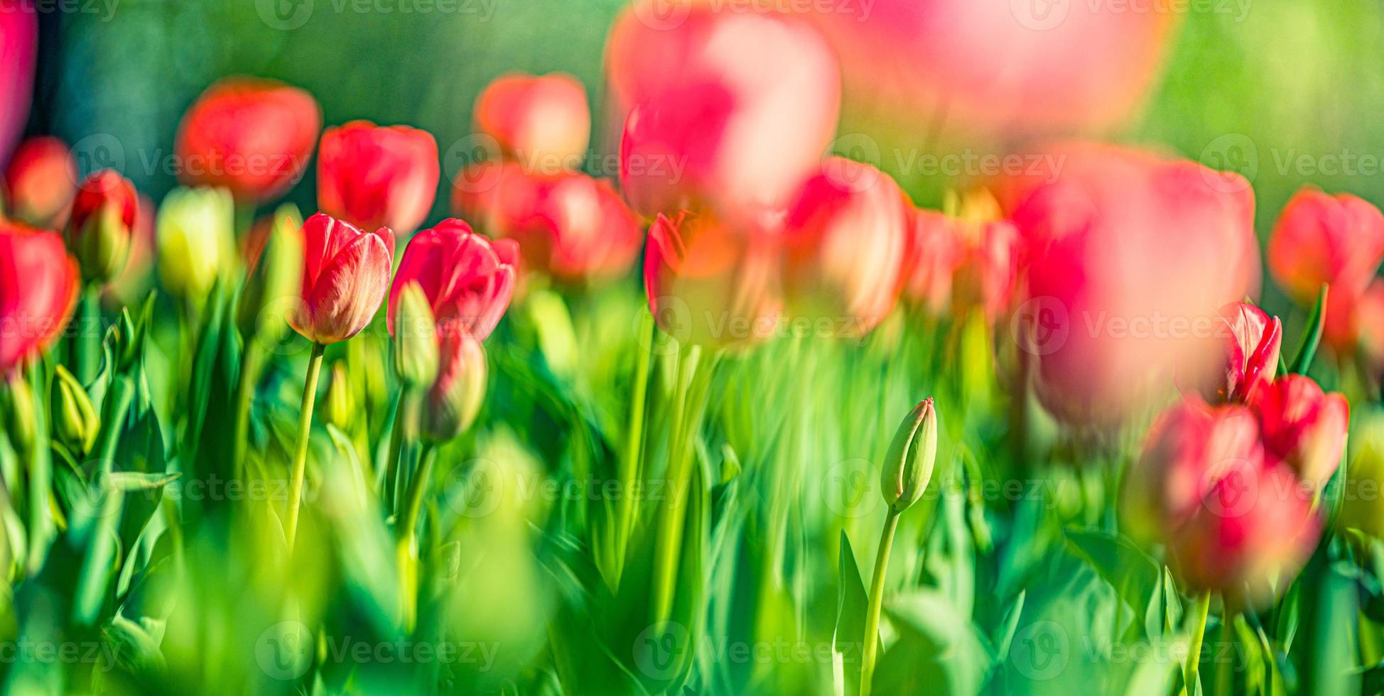 Beautiful bouquet panorama of red white and pink tulips in spring nature for card design and web banner. Serene closeup, idyllic romantic love floral nature landscape. Abstract blurred lush foliage photo