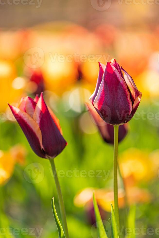Beautiful colorful tulips blooming in tulip field in garden with blurry sunset nature vertical landscape. Soft sunlight romantic, love blooming floral wallpaper holidays card. Idyllic nature closeup photo
