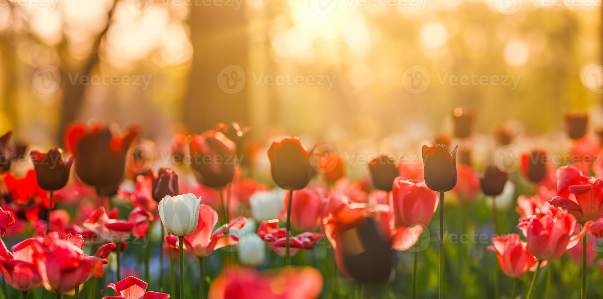 Beautiful bouquet panorama of red white and pink tulips in spring nature for card design and web banner. Serene closeup, idyllic romantic love floral nature landscape. Abstract blurred lush foliage photo