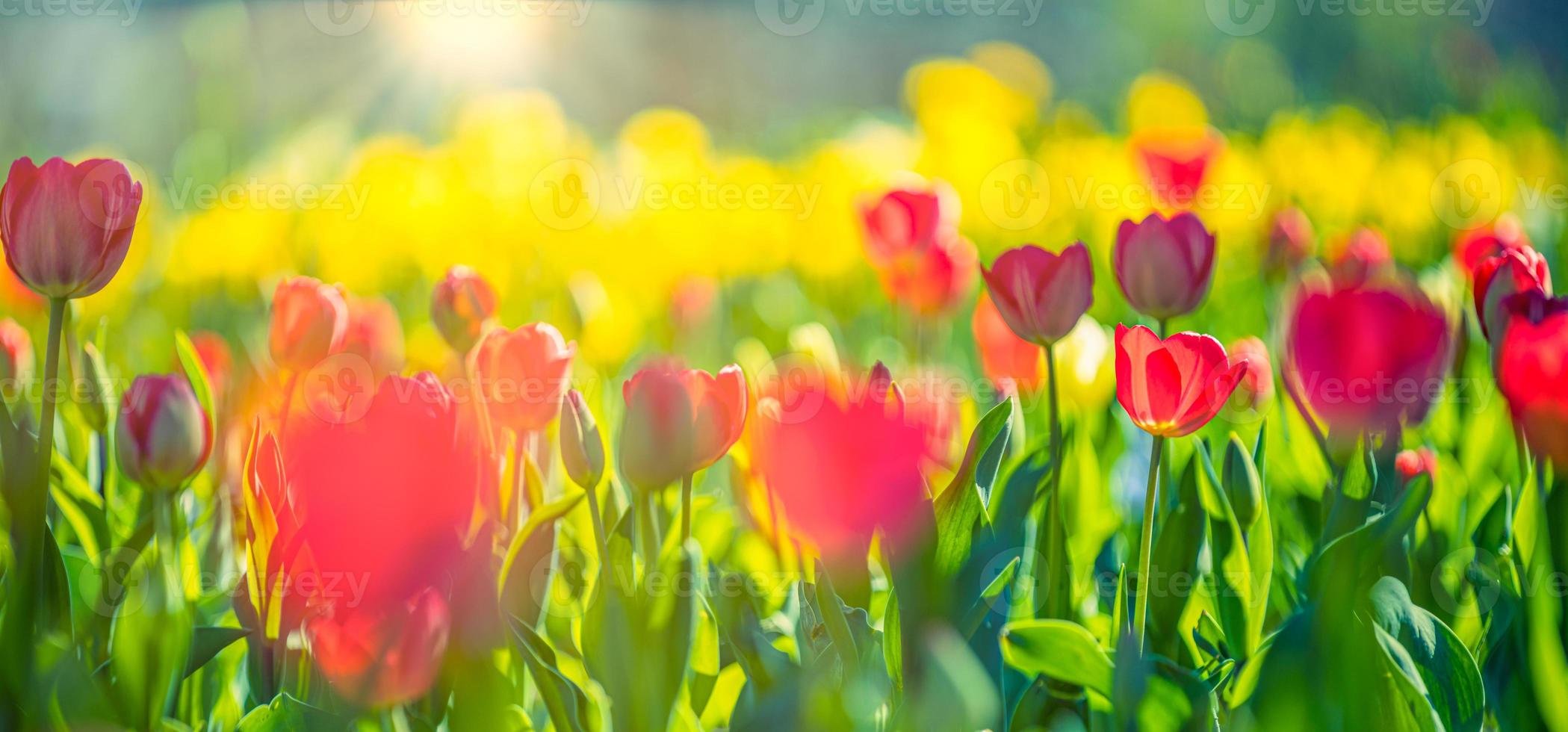 Beautiful bouquet panorama of red white and pink tulips in spring nature for card design and web banner. Serene closeup, idyllic romantic love floral nature landscape. Abstract blurred lush foliage photo