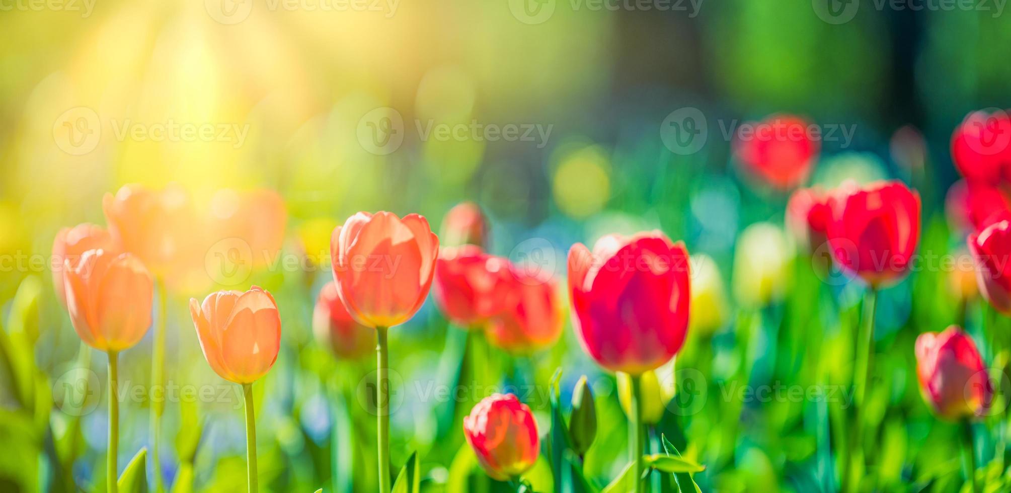 Beautiful bouquet panorama of red white and pink tulips in spring nature for card design and web banner. Serene closeup, idyllic romantic love floral nature landscape. Abstract blurred lush foliage photo