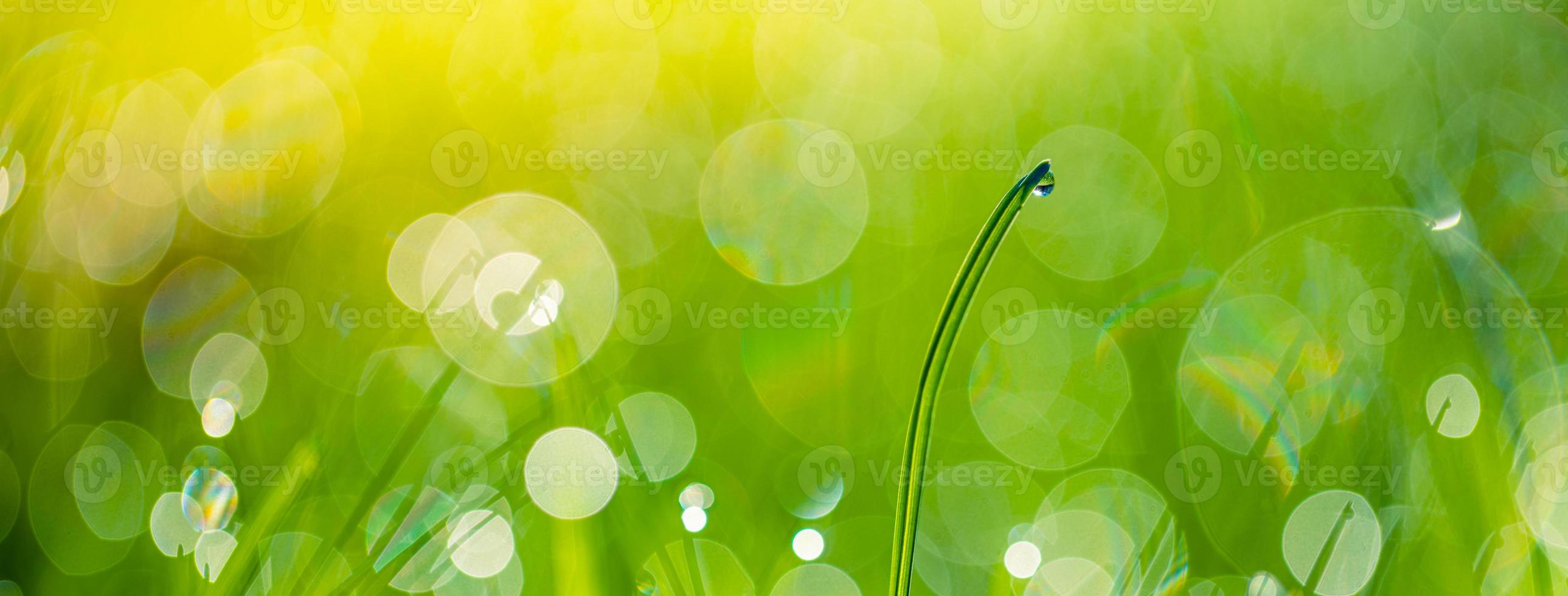 Green grass abstract blurred background. beautiful green grass in sunlight rays. Relaxing green leaf macro. Bright fresh summer or spring nature background. Panoramic nature banner photo