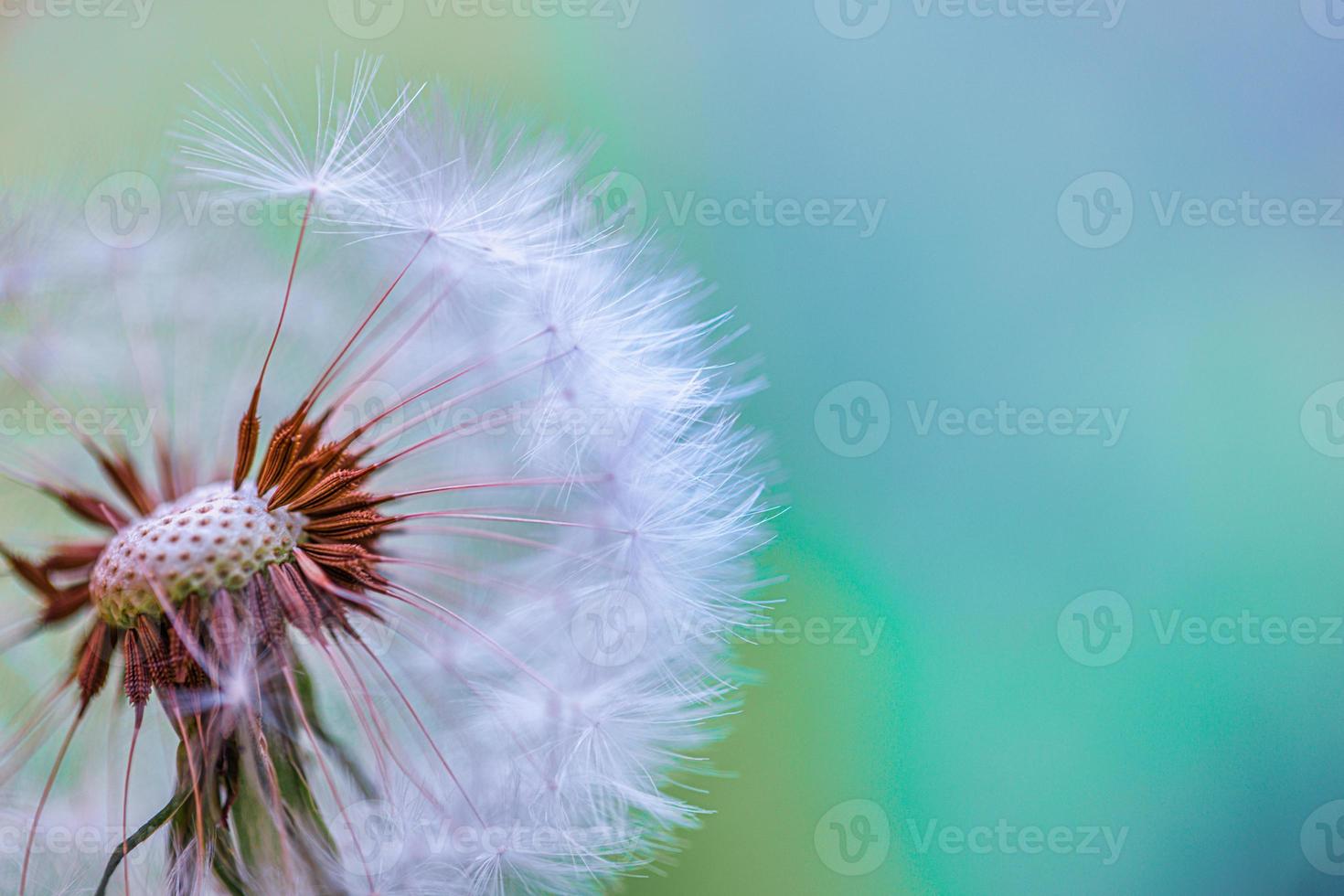 Closeup of abstract dandelion, artistic nature closeup. Spring summer background. Beautiful macro dandelion flower with shallow focus in springtime, natural spring background. Blooming meadow photo