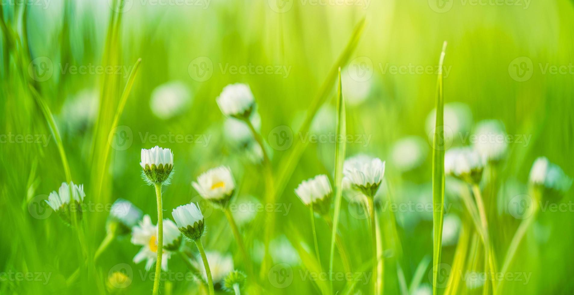 Abstract soft focus sunset field landscape of white flowers and grass meadow warm golden hour sunset sunrise time. Tranquil spring summer nature closeup and blurred forest background. Idyllic nature photo